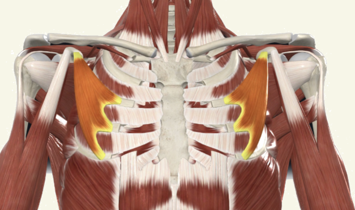 <p>pectoralis minor Actions</p>