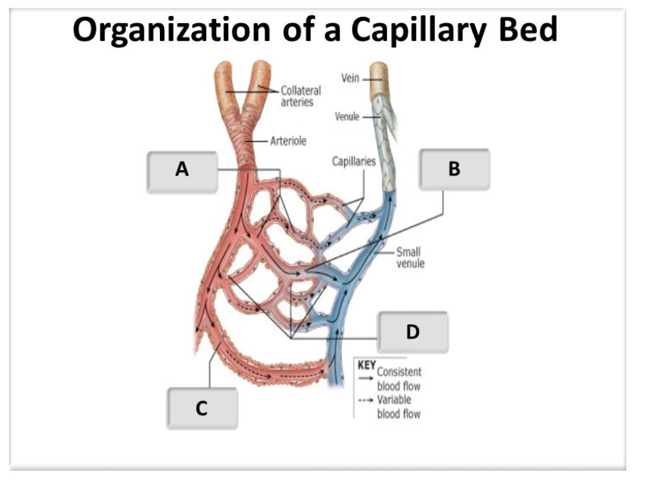<p>arteriovenous anastomsis</p>