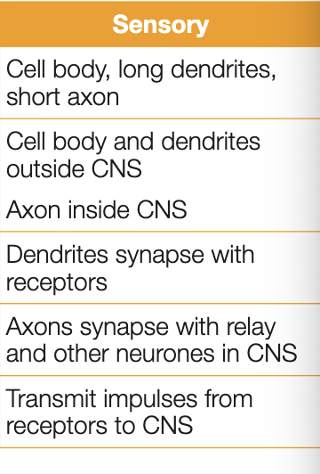 <ul><li><p>transmit information from receptors (e.g. cells detecting sound, light, temperature) to the CNS</p></li><li><p>has cell body joined togehter by 2 long processes - dendron and axon </p></li><li><p>extensions of dendrons (called dendrites) act as receptors - transmit info towards cell body</p></li></ul><p></p>