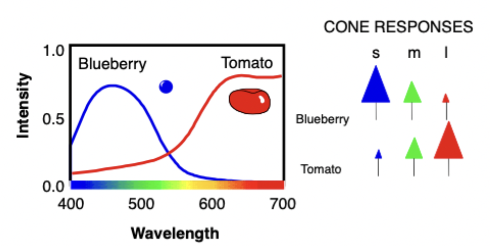 <ul><li><p>Perceived colour varies with ratio of responses of the three cones</p></li></ul><p></p><ul><li><p><span>One response from short, another from medium, another to long. Blueberry respond most to short, least to long wavelength photons.</span></p></li><li><p><span>Big triangle big response, little triangles little response.</span></p></li></ul><p></p>