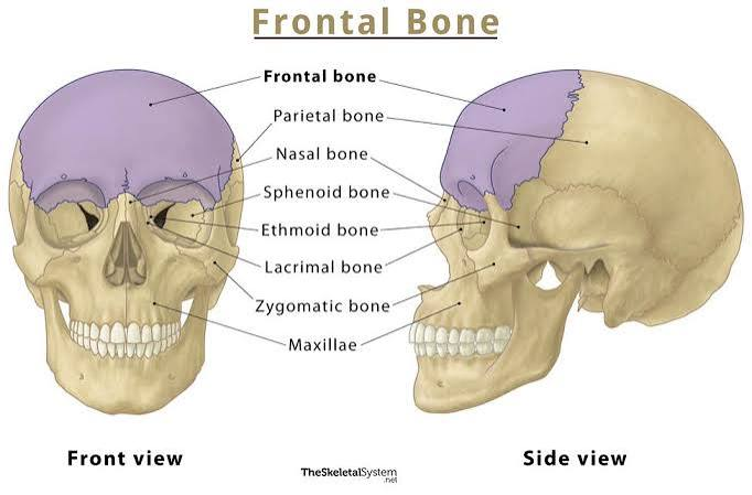 <p>1 bone. Forms the forehead.</p>