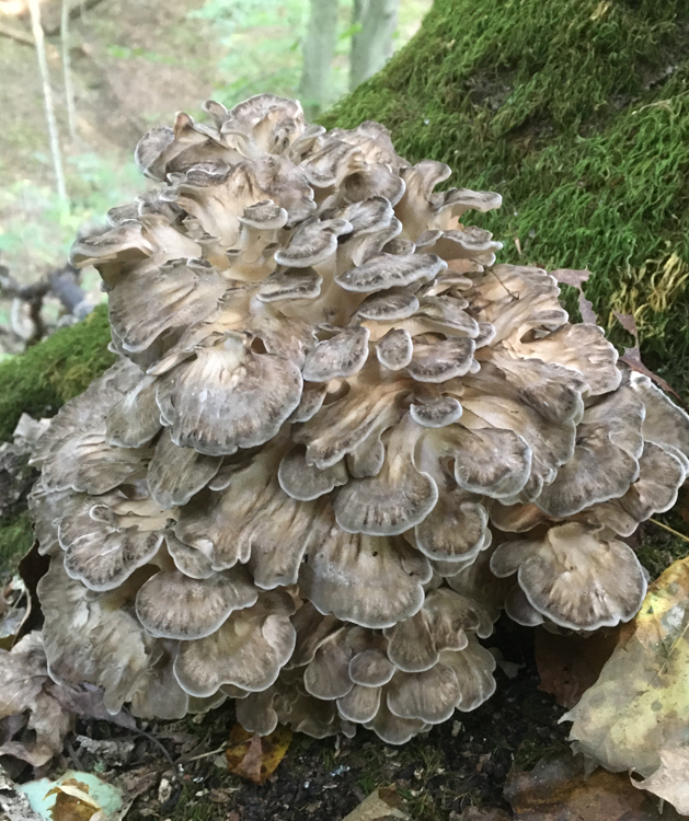 <p>Grifola frondose</p><p>Weak parasite, then saprophytic</p>