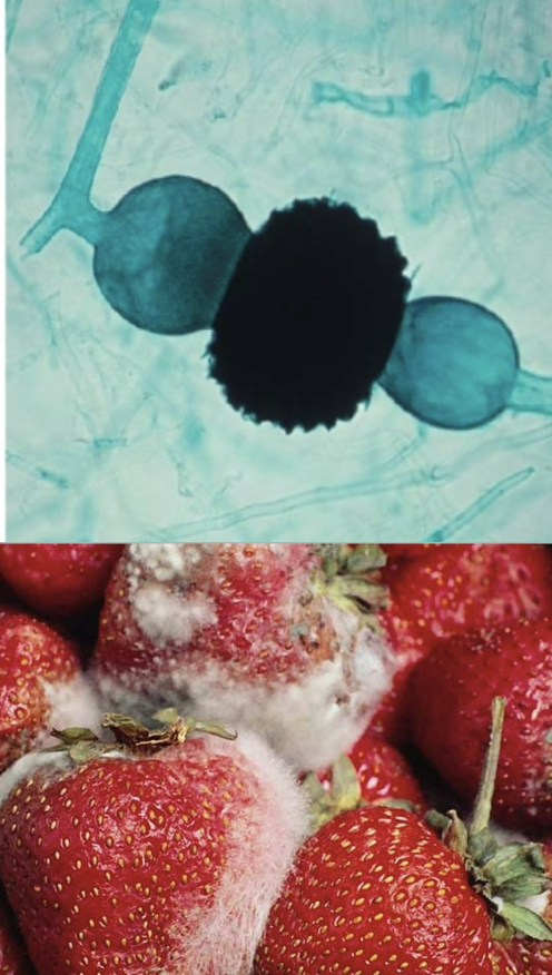 <p>food molds; form yoked hyphae that produce sporangia</p>