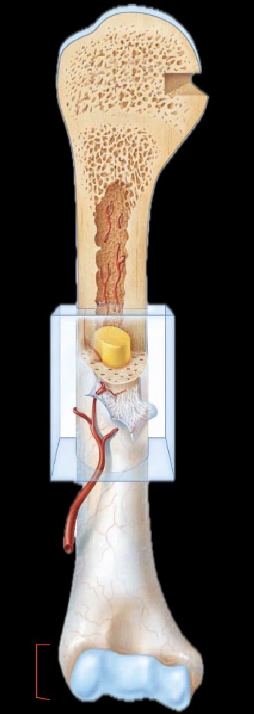 <p>What part of the bone is this?</p>