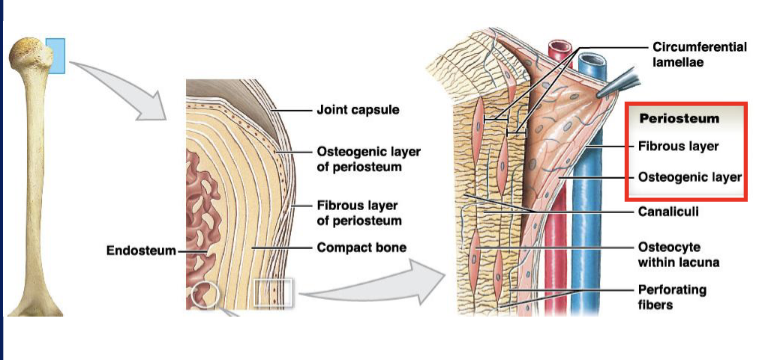 <p>periosteum: fibrous layer (bone repair), osteogenic layer (produce new cells)</p>