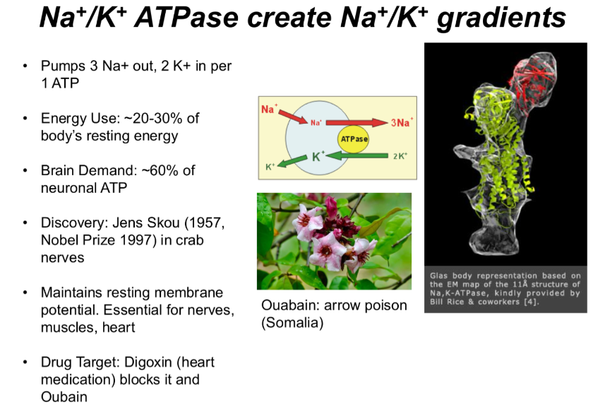 <p>so, neurons need and electrochemical gradient of ions to work. They transport 3 sodium ions out of the cell and 2 potassium ions into the cell, using ATP. This creates a negative electrochemical gradient.</p><p></p><ol><li><p>It keeps the neuron ready to fire by establishing the gradient, making the inside more negative than positive.</p></li><li><p>After the neuron fires, the pump restores the action potential, by recharging the ion gradient.</p></li></ol><p></p>