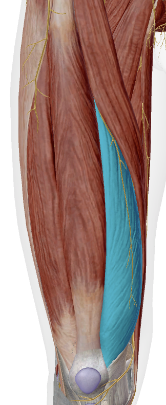 <p>Identify</p>