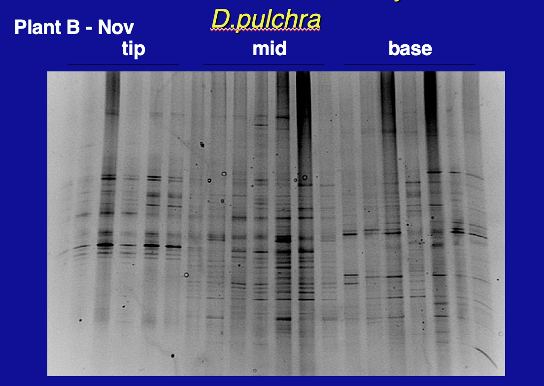 <p>Type of <span>Microbial community fingerprinting</span></p><ol><li><p>Extract DNA </p></li><li><p>Amplify with PCR,separating the <span>16s rDNA gene from the whole microbial community - on denaturing gradient gel (urea denaturing agent, polyacrylamide gel)</span></p></li></ol><p>→ <span>Differences of 1 base-pair in the PCR product can be detected</span></p><p><strong>1 band type = 1 species</strong></p>