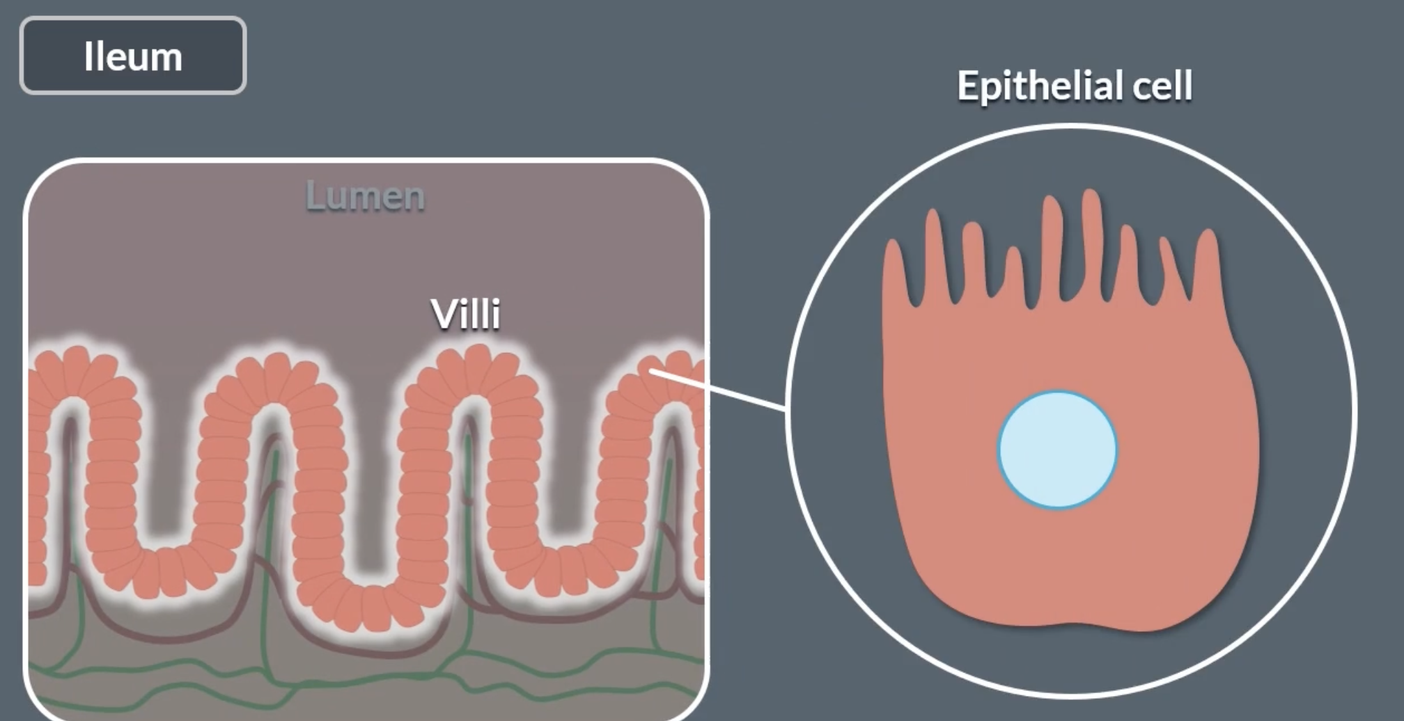 <p>ileum has bumps on the surface called villi which are lined by epithelial cells</p><p>epithelial cells have microvilli</p><p>epithelial cells separate the lumen from blood capillaries</p><p></p>