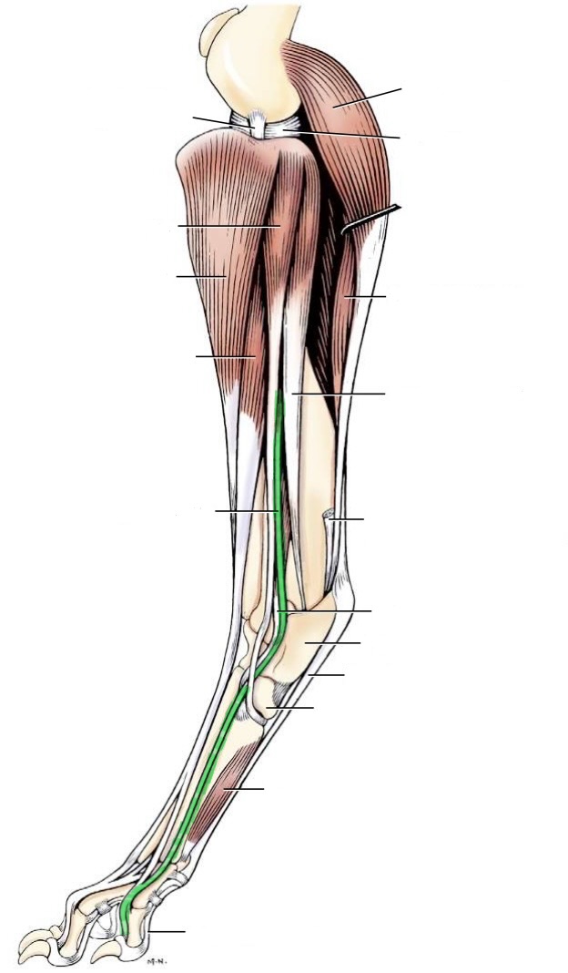 <p>action- extend digits</p><p>origin- proximal fibula</p><p>insertion- phalange of digit 5</p><p>innervation- fibular n</p>