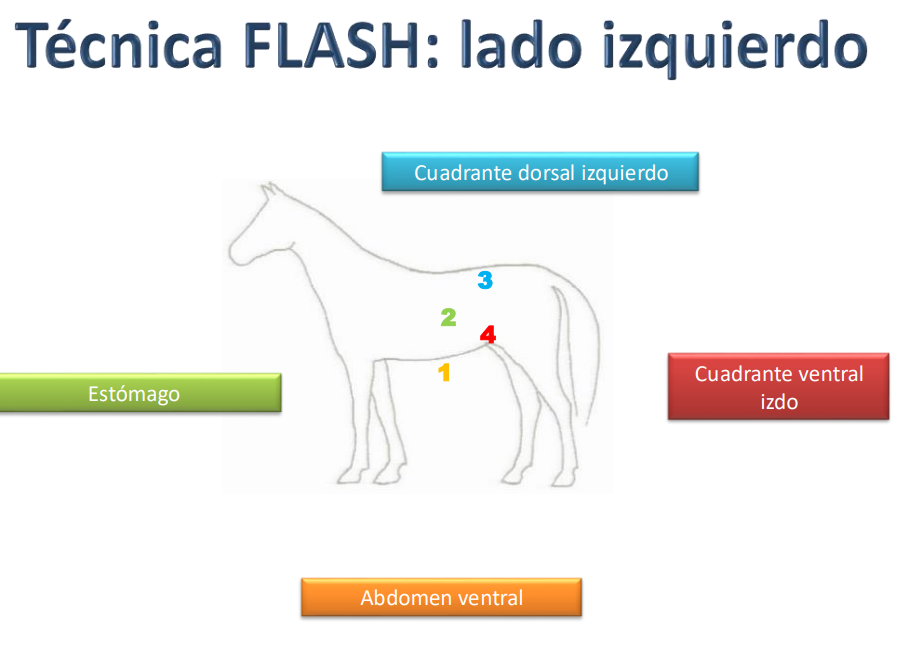 <p>y el derecho es 3</p><ul><li><p>duodeno</p></li><li><p>cuadrante ventral derecho</p></li><li><p>ventana toracica</p></li></ul><p></p>