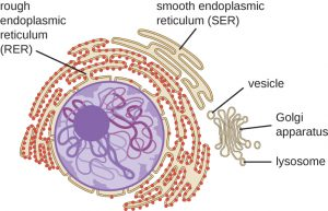 <p>is major site of synthesis of new membranes in the cell</p><ul><li><p>has rough and smooth ER</p></li><li><p>continuous with nuclear envelope</p></li><li><p>has a phospholipid bilayer membrane</p></li></ul><p>ER interior = <strong>lumen</strong></p>