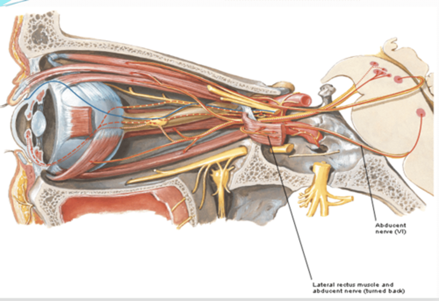 <p>What is the course and type of CN V1?</p>