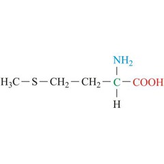 <p>Nonpolar - nonaromatic</p><p>Sulfur atom in side chain</p><p>Met</p><p>M</p>