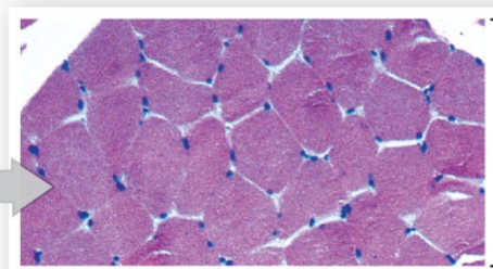 <p>What are characteristics of fast fibers?</p>