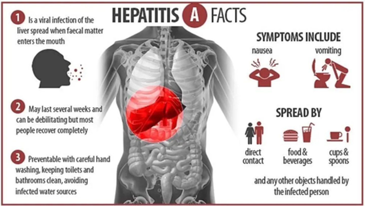 <p>B) Contaminated food and water, close contact with an infected person, poor sanitation</p>