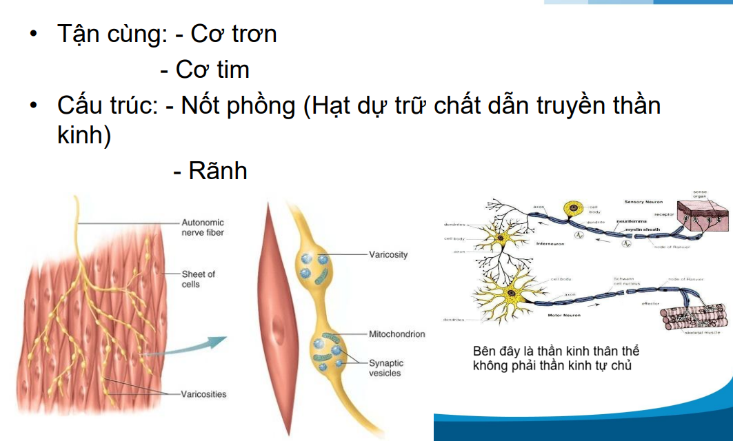 <p>Sự tiếp xúc của thần kinh</p>