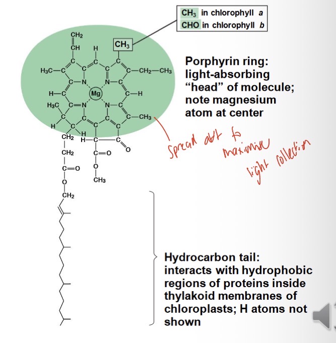 <ol><li><p>Chlorophyll a and Chlorophyll b - most efficient in violet/blue and red light</p></li><li><p>Carotenoids - help broaden the useful spectrum and/or protection against excessive light (photo protection) </p></li></ol><p></p>