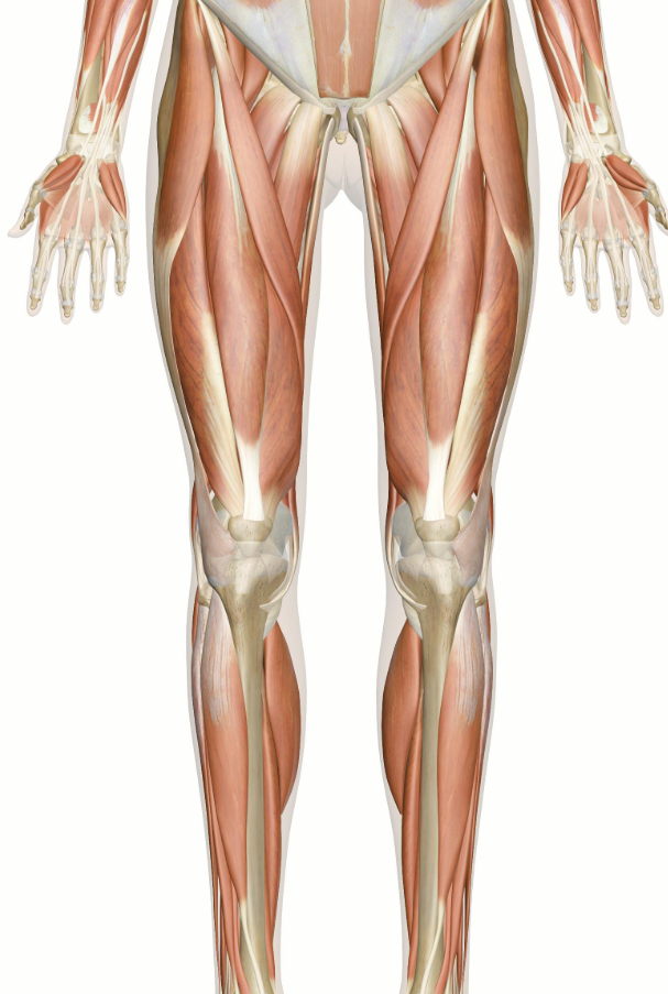 <p><span style="background-color: transparent;">Rectus Femoris</span></p><ul><li><p><span style="background-color: transparent;">Origin:</span></p></li><li><p><span style="background-color: transparent;">Insertion:</span></p></li><li><p><span style="background-color: transparent;">Innervation:</span></p></li><li><p><span style="background-color: transparent;">Action:</span></p></li><li><p><span style="background-color: transparent;">Notes:</span></p></li></ul><p></p>