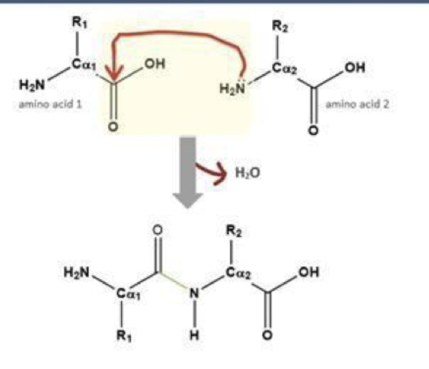The carbonyl carbon of the carboxyl group.