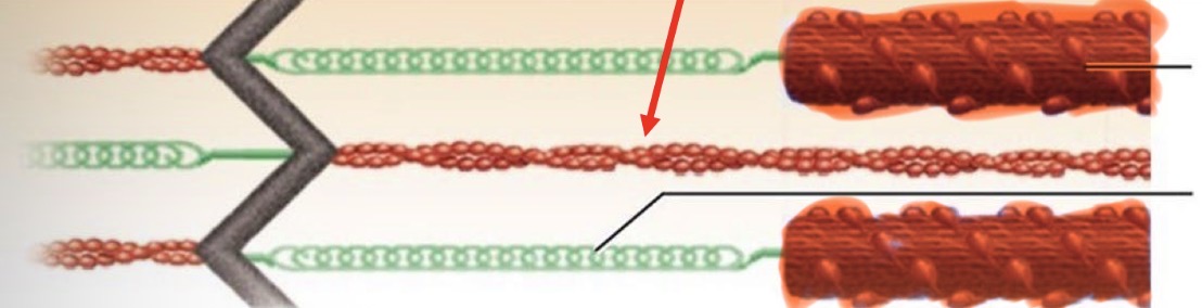 <p>myosin protein bundles</p>