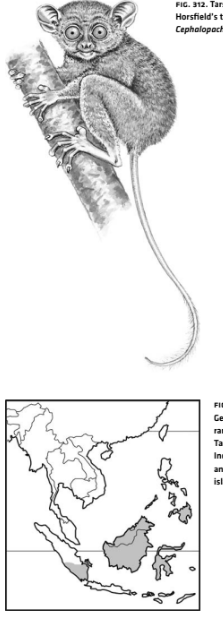 <p>Infraclass Eutheria</p><p>Order Primates</p>