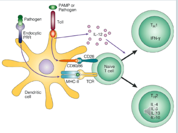 <ul><li><p>PAMPs - “<strong>Pathogen Associated Molecular Patterns</strong>” eg lipopolysaccharide (LPS) on Gram negative bacteria such as P. gingivalis</p></li><li><p>Bind to cell surface receptors <strong><em>on macrophages,  - eg TLRs </em></strong>( Toll-like receptors)</p></li><li><p>Results in <strong><em>cytokine stimulation and immune activation</em></strong></p></li><li><p><strong><em><u>TLRs expressed by many cell types </u></em></strong><em>– junctional and sulcular epithelium</em></p></li></ul><p></p>