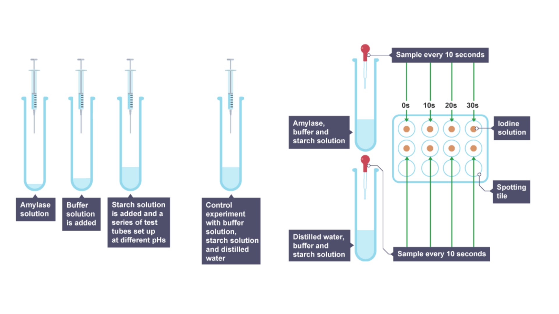 <ul><li><p>Place one drop of iodine solution into each well of spotting tile</p></li><li><p>Get three test tubes:</p><ul><li><p>2 cm³ — starch solution</p></li><li><p>2 cm³ — amylase solution</p></li><li><p>2 cm³ — buffer solution (pH 5)</p></li></ul></li><li><p>Place test tubes in water bath (30°C) — leave for 10 mins → solutions reach correct temp</p></li><li><p>Combine solutions into one test tube — mix with stirring rod</p><ul><li><p>Put in water bath — start stopwatch</p></li></ul></li><li><p>After 30s — transfer one drop of solution to well in spotting tile</p><ul><li><p>Iodine turns blue-black → starch is present</p></li></ul></li><li><p>Take sample every 30s until iodine remains orange</p><ul><li><p>Starch is no longer present — reaction is complete</p></li></ul></li><li><p>Repeat whole experiment using different pH buffer solutions</p></li></ul><p></p>