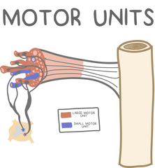<p>motor unit</p>