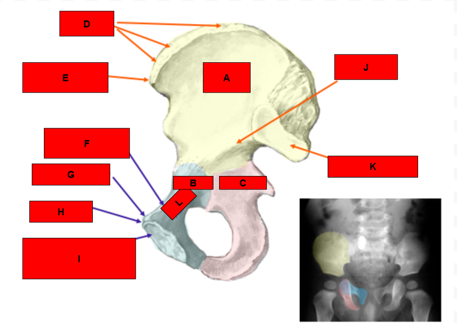<p>What is indicated by I?</p>