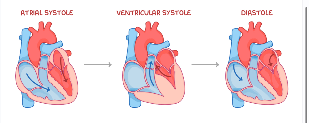 <p>Ventricles and atria relax </p><p>Semi lunar valves close </p><p>Blood flows passively into atria</p>
