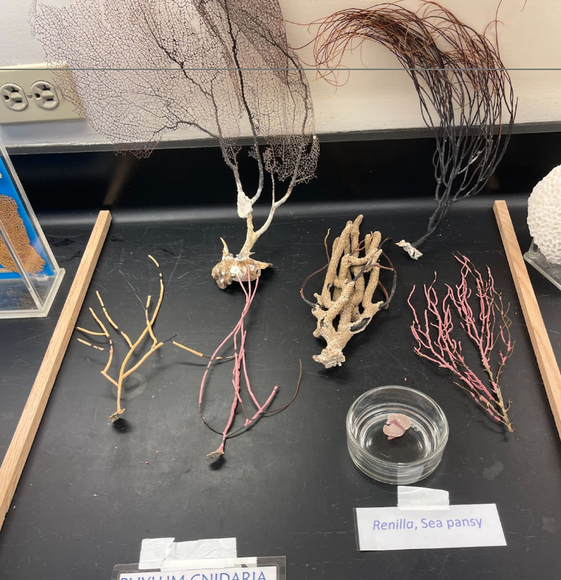 <p>What is this? Class and Phylum?</p>