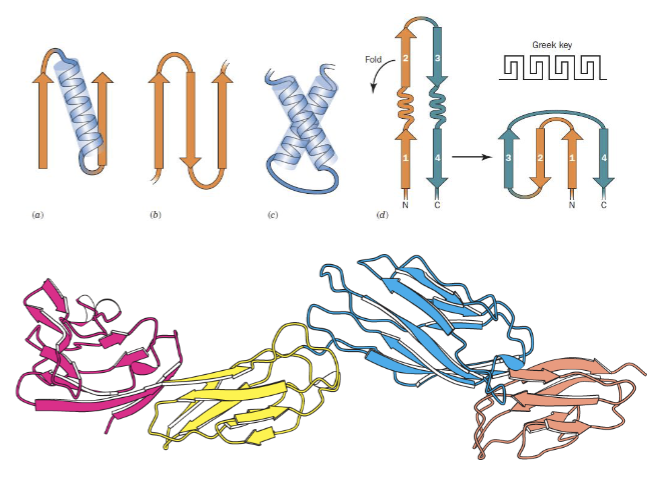 <ul><li><p>motifs: common combinations of secondary structures</p><ul><li><p>Common motifs = common functions</p></li></ul></li><li><p>Domains: independently folding regions within a polypeptide , connected by a short, flexible linker segment</p><ul><li><p>Common domains = common functions - analysis of a protein sequence can help predict the functional domains</p></li></ul></li></ul><p></p>