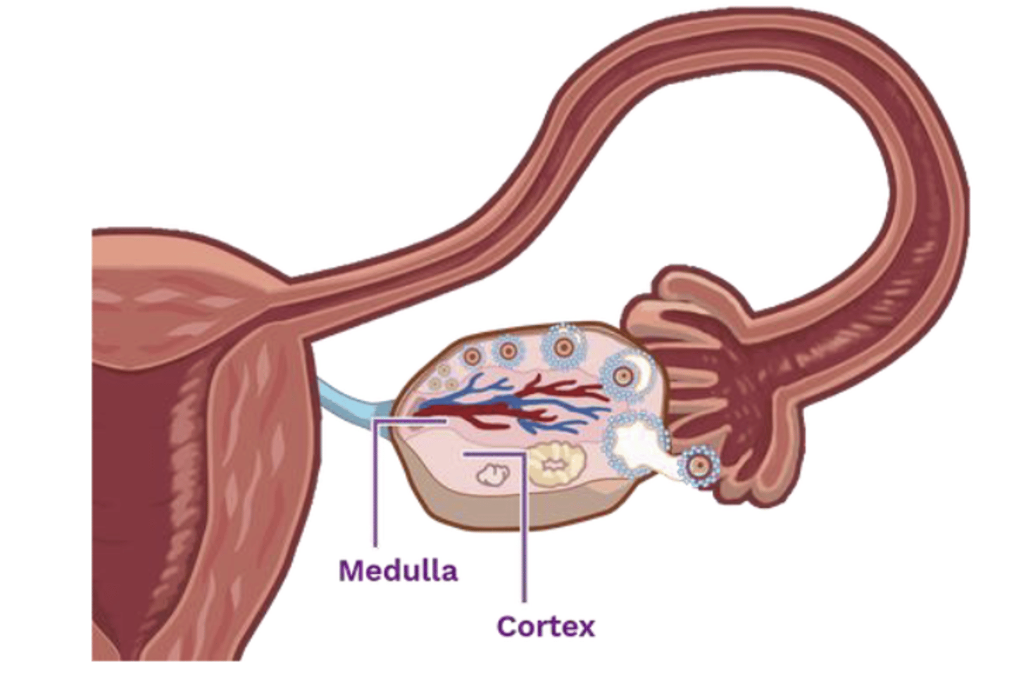 <p>organ that produces the eggs (finite)</p>