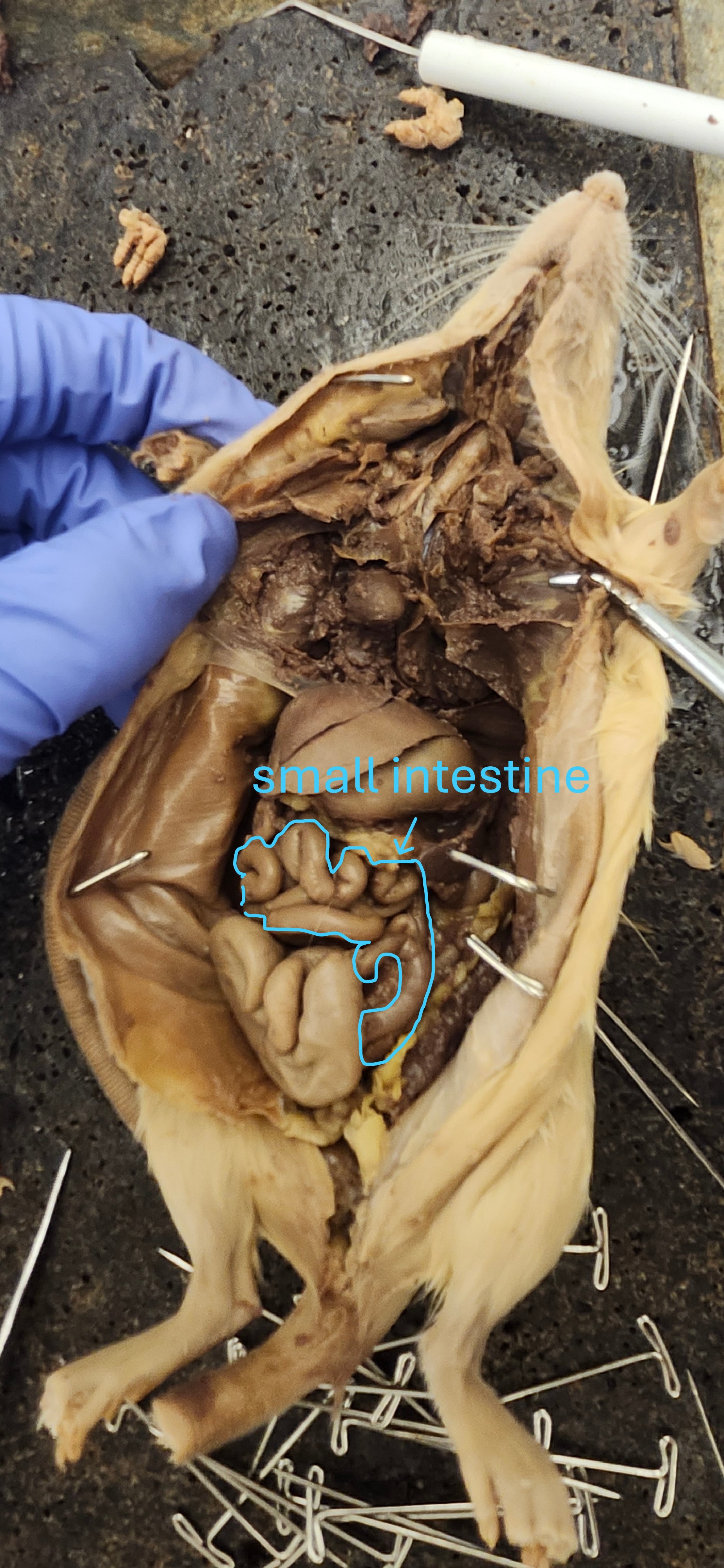 <p>small intestine</p>