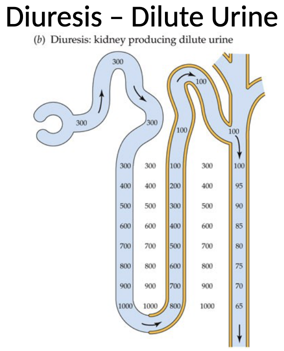 <ul><li><p>During diuresis, the collecting duct becomes impermeable to water</p></li><li><p>As a result, the tubular fluid becomes progressively more dilute, and is excreted as large volumes of dilute urine</p></li></ul><p></p>