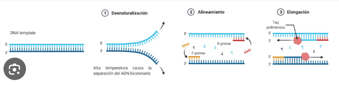 <p>ADN molde, cebadores, nucleótidos (dNTP) y ADN polimerasa</p>