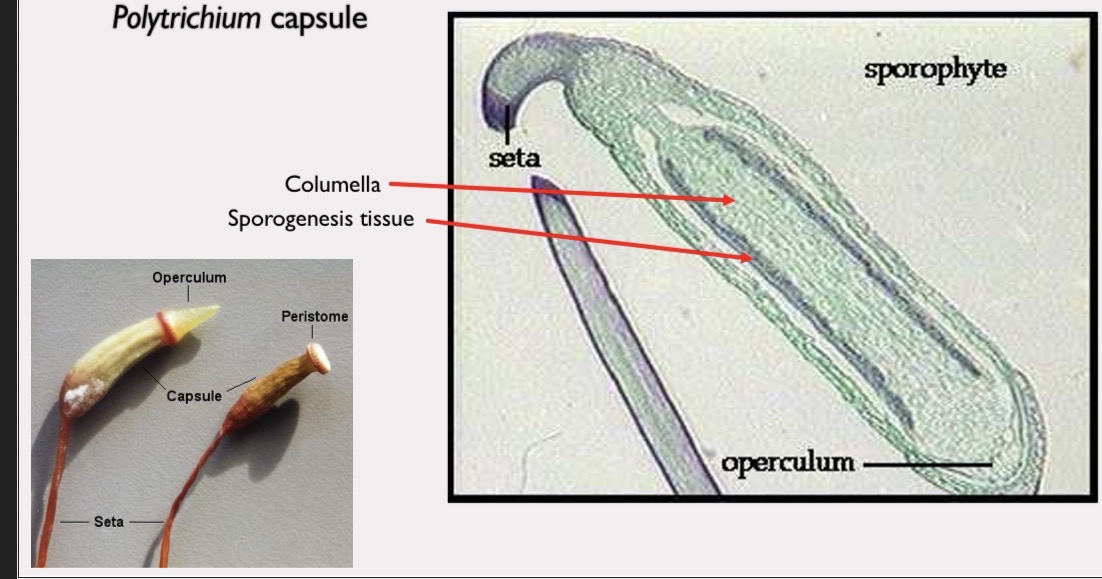 <p>A ring of tooth-like structures around the mouth of a moss spore capsule that opens and closes in response to humidity to regulate spore dispersal.</p>