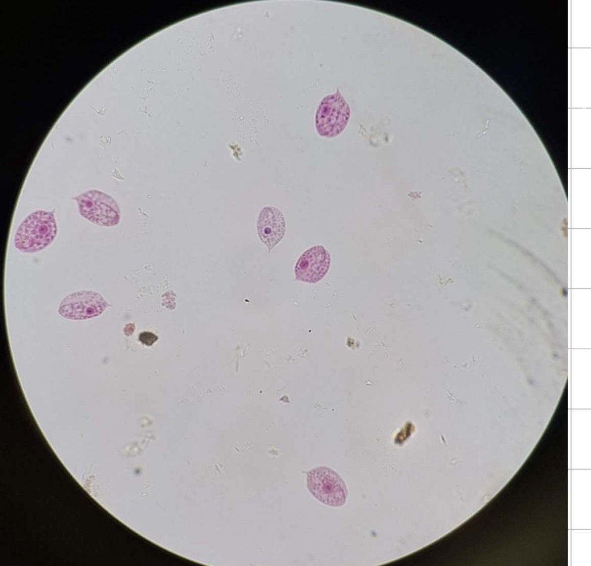 <p>Deblo Rod organizacijski tip slikca</p>