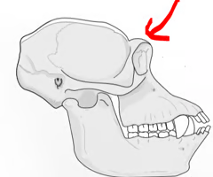 <p><span>A bony ridge located above the eye sockets of all primates. A prominent ridge protected ancient hominins' faces by distributing forces developed during biting and chewing.</span></p>