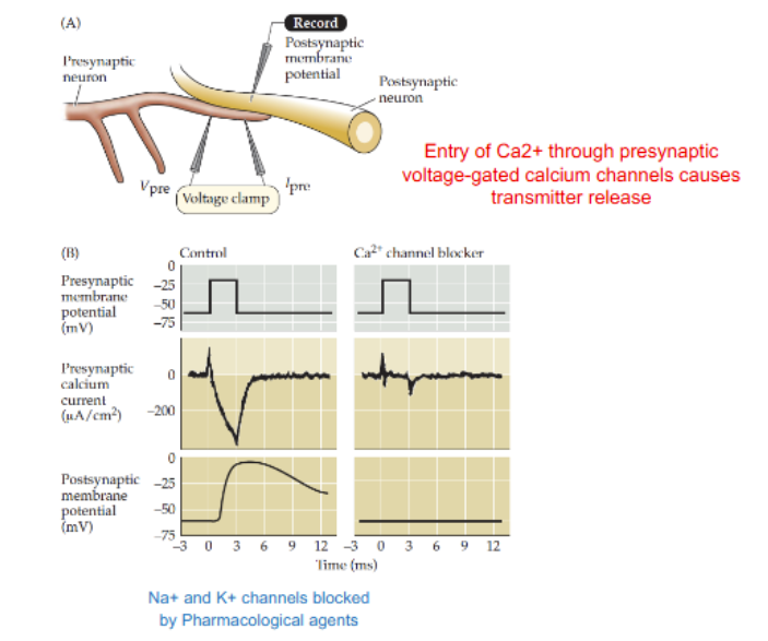 <p>Entry of Ca2+ through presynaptic voltage-gated calcium channels causes transmitter release</p>