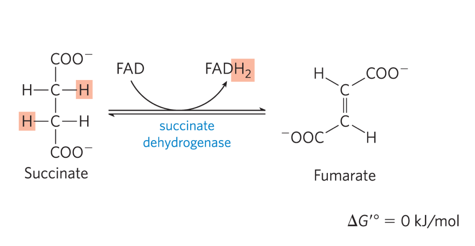 <ul><li><p>succinate dehydrogenase oxidises succinate, generating FADH2 and fumerate (transt) </p></li><li><p>the free energy is not high enough to reduce NAD+ </p></li><li><p>succinate dehydronganse is part of complex II </p></li></ul><p></p>