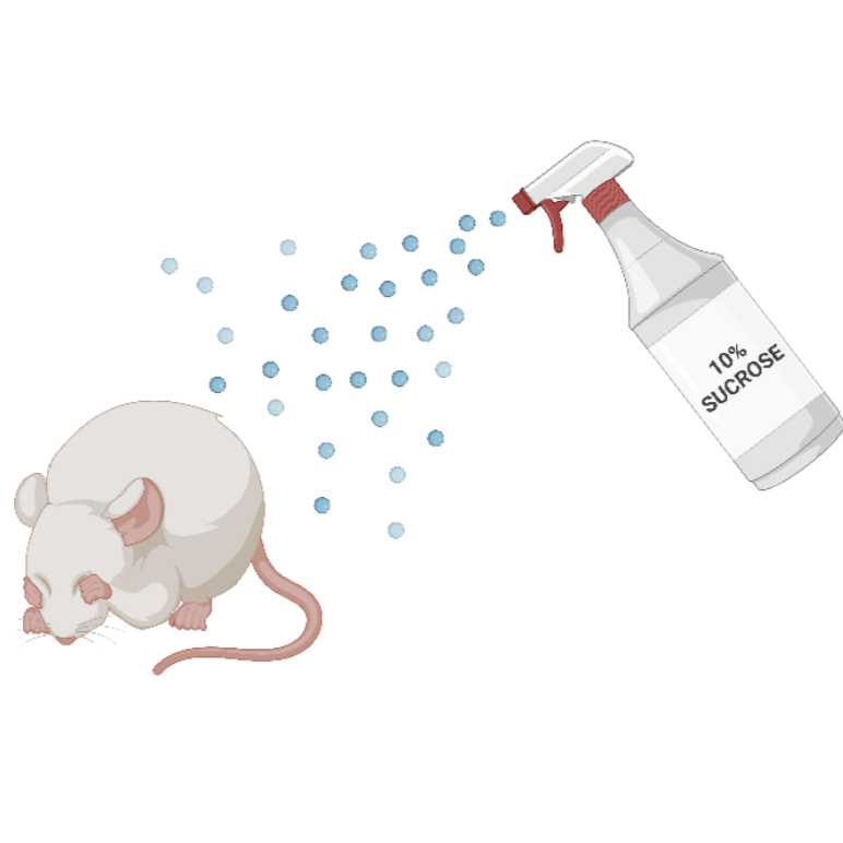 <ul><li><p><span>Grooming is an innate behavior that serves multiple purposes and has a dual nature, reflecting both comfort and stress.</span></p></li><li><p><span>Mice&nbsp;are removed from their cages and sprayed </span>to coat the fur in a 10% sucrose solution before being placed into a clean cage. <span>Their behavior&nbsp;is recorded for 15 min.</span></p></li><li><p>Alterations in total time spent grooming, frequency of grooming bouts, or latency to begin grooming may suggest depression-like behavior.</p></li><li><p><span>Fluoxetine increases grooming duration, which is seen as a sign of improved self-care/reduced depression.</span></p></li></ul><p></p>
