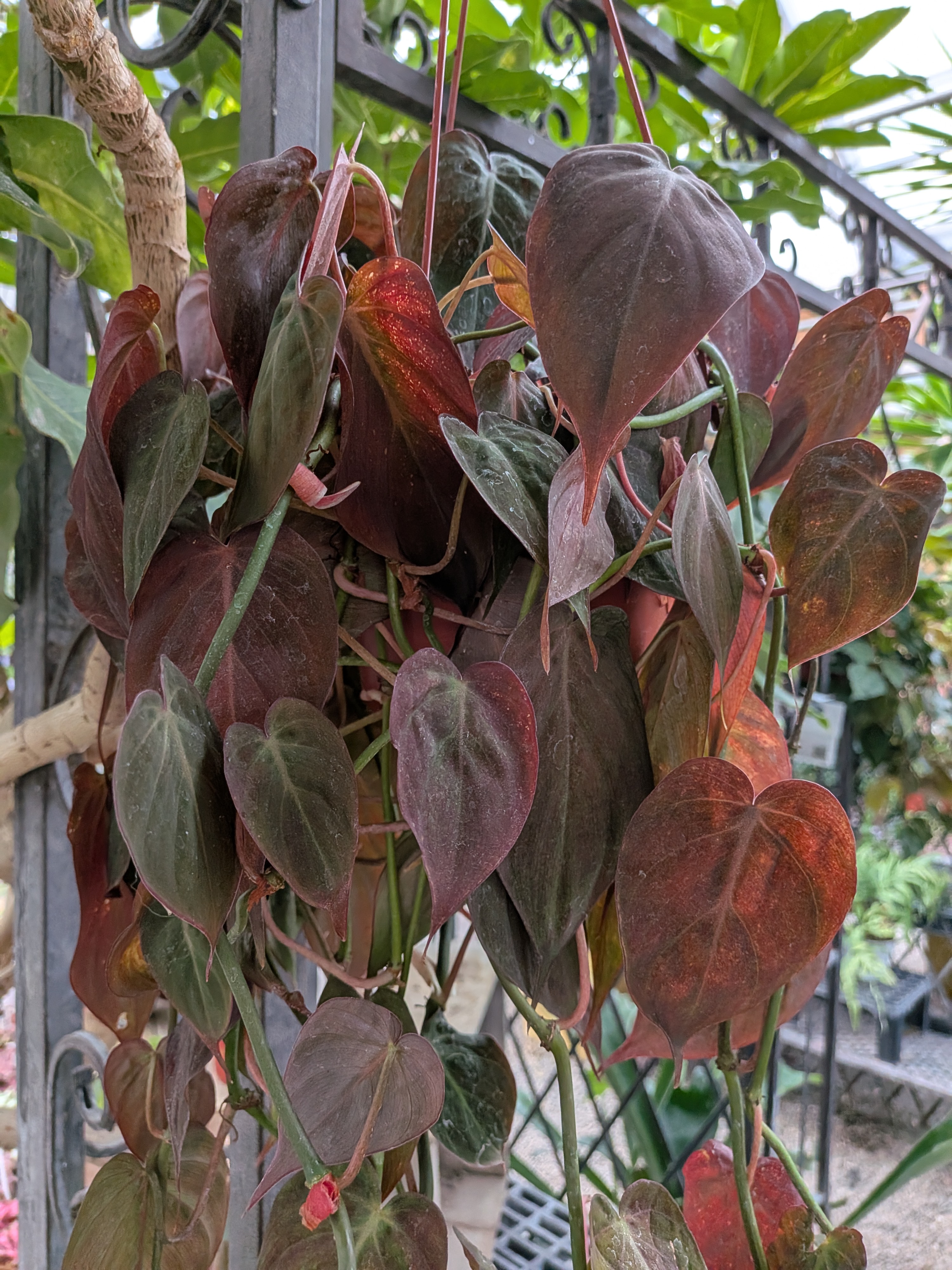 <p>Philodendron micans</p>