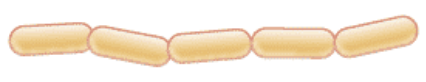 <p>streptobacillus</p>