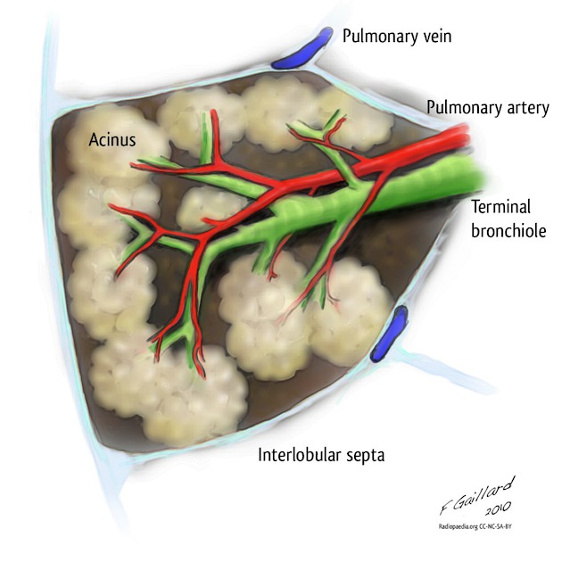 <p>The elemental unit of lung function.<br>Contains central artery and central bronchus, each branching multiple times to ultimately produce acinar arteries and respiratory bronchioles</p><p>Pulmonary veins and lymphatics collect in the periphery<br>Connective tissue, called interlobular septa, encases each SPL. <br>Each SPL is between 1-2.5 cm in diameter<br>Generally 12 or fewer acini per SPL</p>