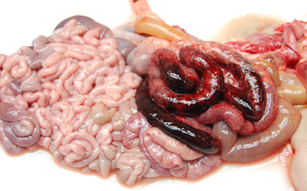 <p>Lamb dysentery (destroys the lining of the gut)</p>