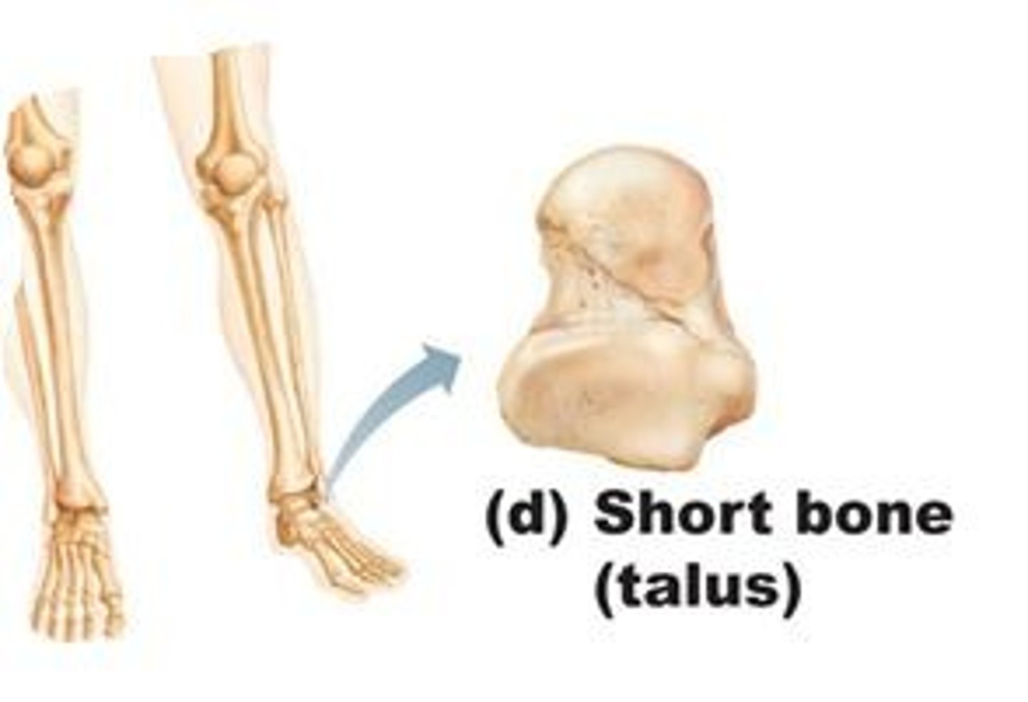 <p>Generally cube shaped, contain mostly spongy bones. Includes patella (knee cap), and bones of wrist and ankle.</p>