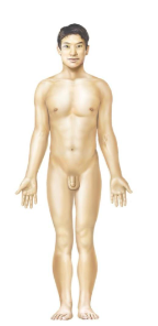 <p>Name this organ system </p>