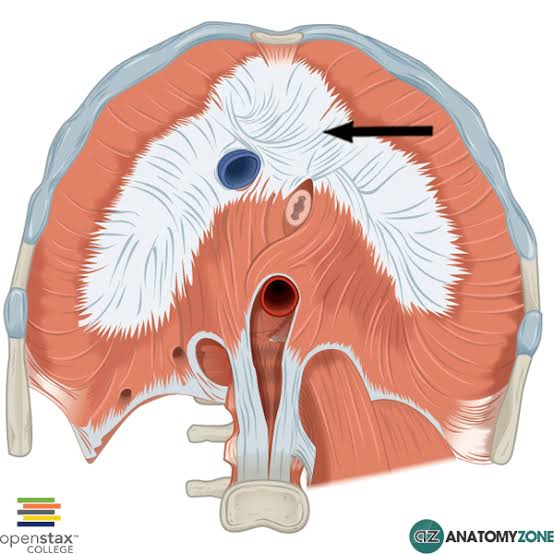 <p>Central tendon</p>